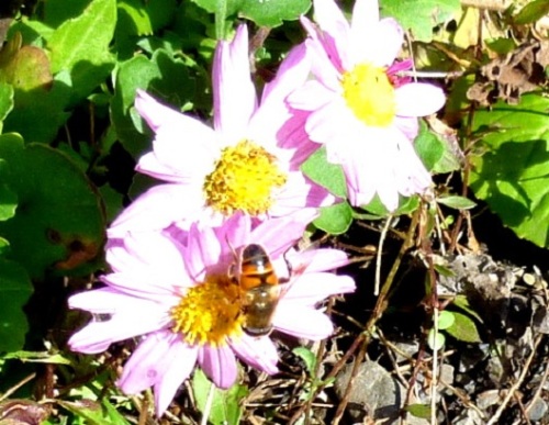 P1070026-001.JPG