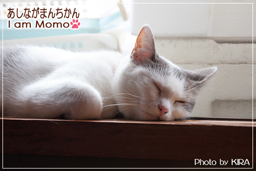 猫,マンチカン,足長マンチカン,ももちゃん,寝る,munchkin_momo140717.jpg
