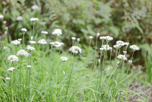 20160917 ニラ 7.jpg