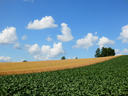 2013夏北海道_199.JPG