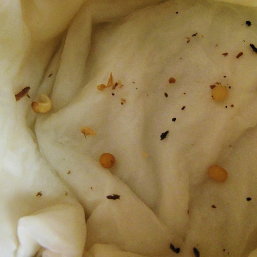 hB4Cγ-01-01 (1).JPG