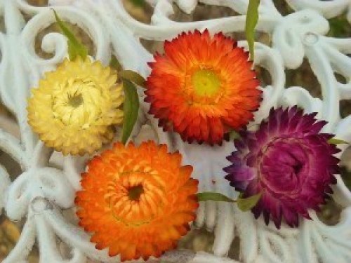 DSCN6765 (300x225).jpg