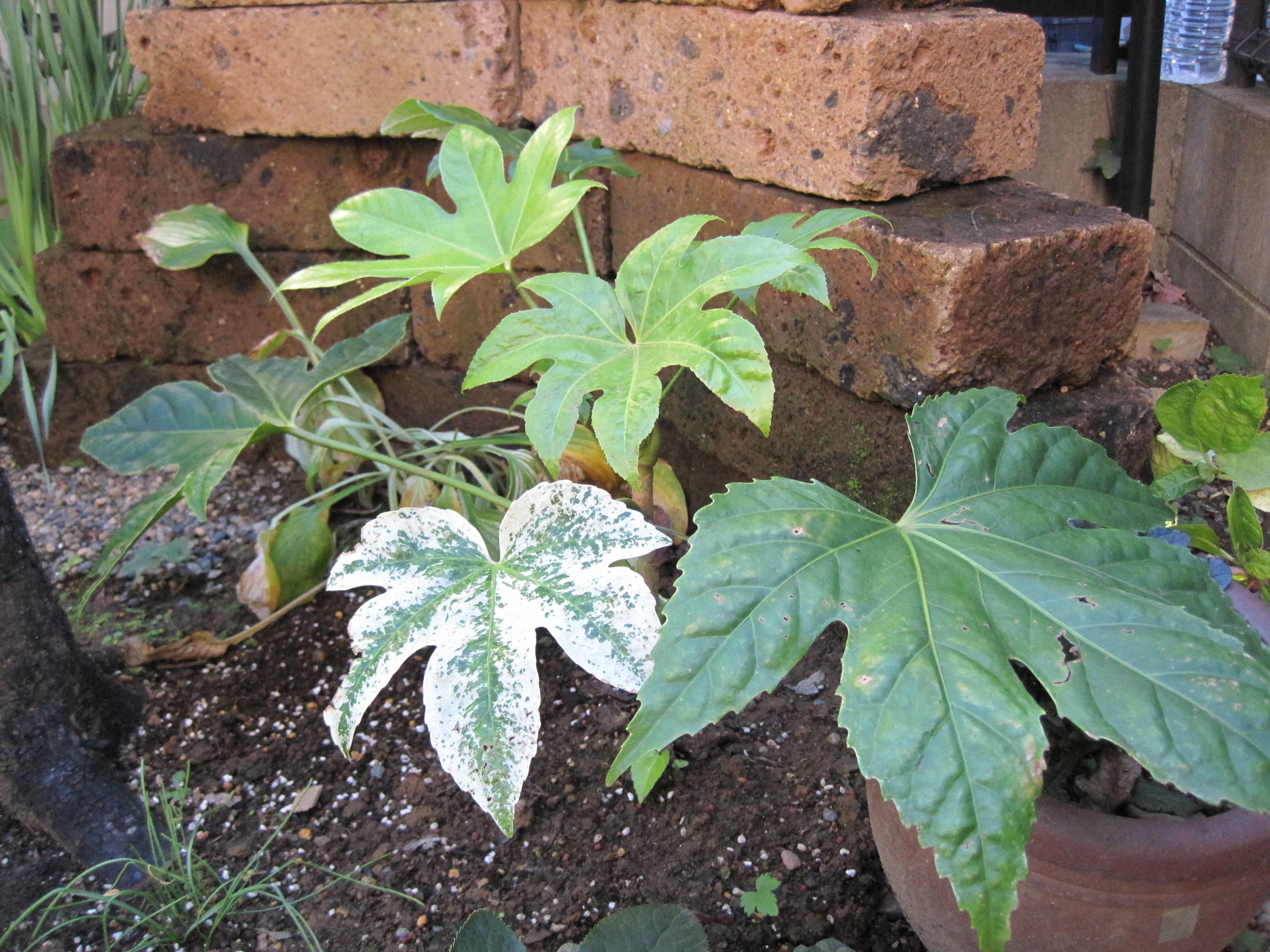 斑入りの植物 | たねをまく日々 - 楽天ブログ