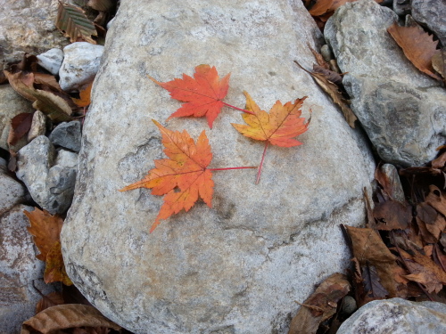 石の上のもみじ.jpg