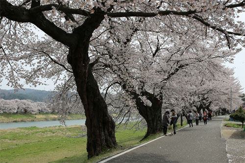 白石川8.jpg