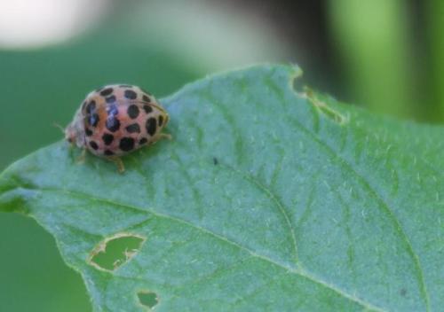 20150505 ニジュウヤホシテントウ.jpg