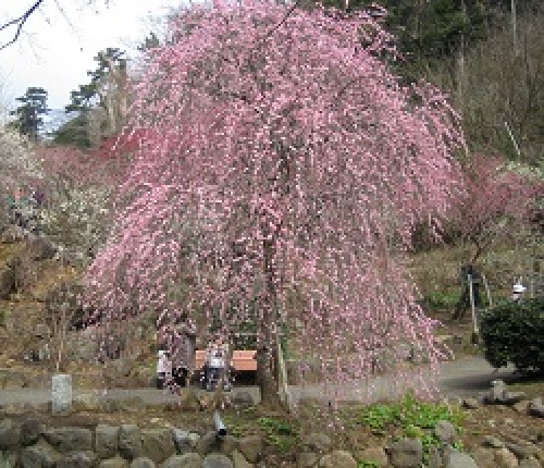 atamiplam3.jpg