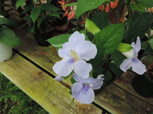 DSCN3005.JPG