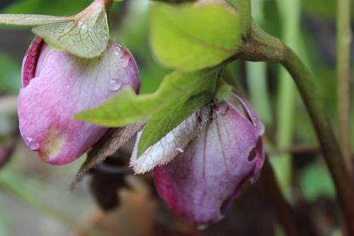 20150308 クリスマスローズ2.jpg