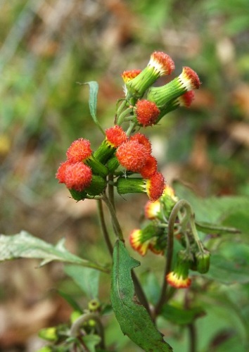 benibanaborogikuQ2  四季の山野草.jpg