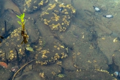 pict-アラワイハーバー 24.jpg