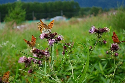 20140815ヒョウモン群舞.jpg