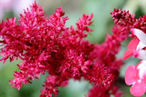 20160529 アスチルベ(赤) 3.jpg