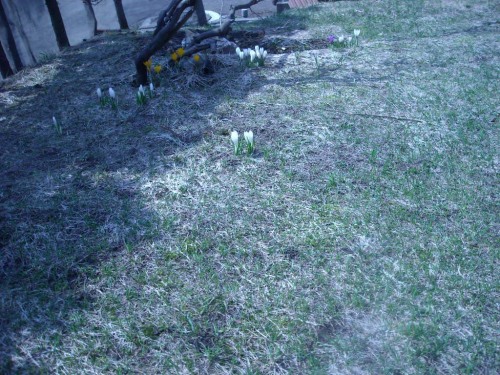 4月21日春の庭画像 007.jpg