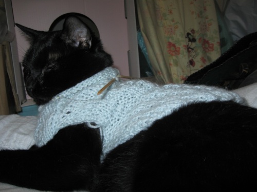 猫のセーター5.jpg