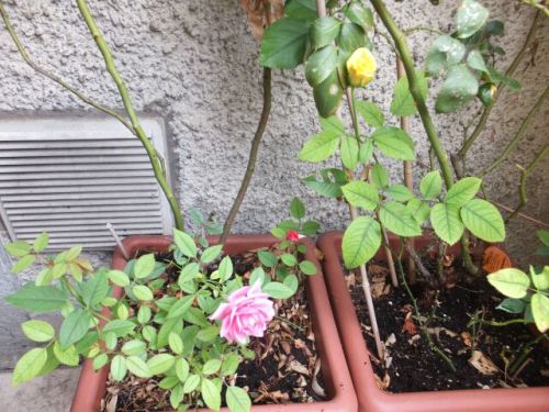 11 lunedi terazzo.jpg