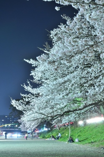 ２０１５夜桜３.jpg