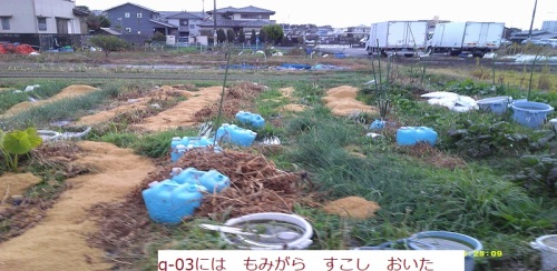 雑草 抜いて 乾燥してから 土に埋めれば 堆肥になる はた坊のブログ 家庭菜園を始めて17年目に 9月からは菜園に専念に なりました 楽天ブログ