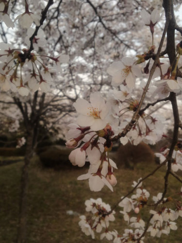 14-04-27 お花見ドライブ　船尾滝　バーベキュー場 14-04-13