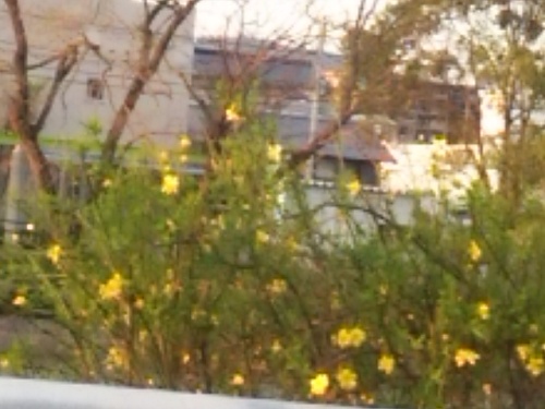 4月11日　川沿いの花壇.JPG