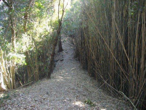 滝田城尾根道 (500x375).jpg