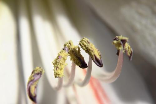 20160514 アマリリス　白.jpg