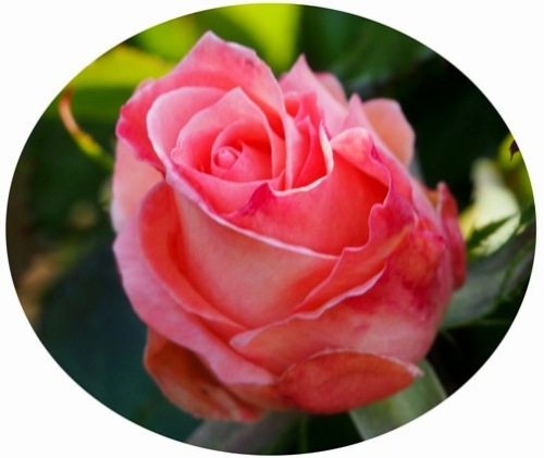 薔薇-4.jpg