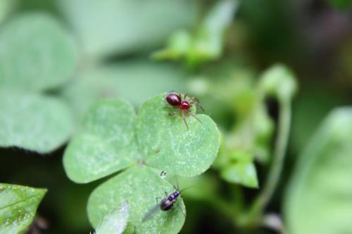 20160507 クサグモ幼体 2.jpg
