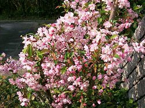 橘寺 桜に似た花のお話 カイドウ桜とアンズ わかくさ日記 楽天ブログ