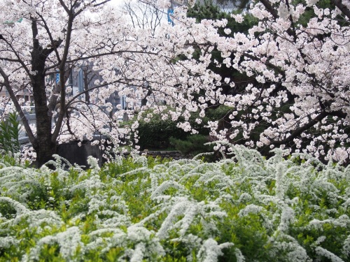 夙川公園3.JPG