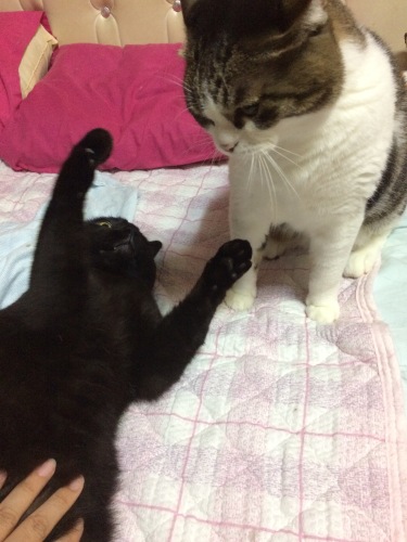 IMG_9685 - コピー.JPG