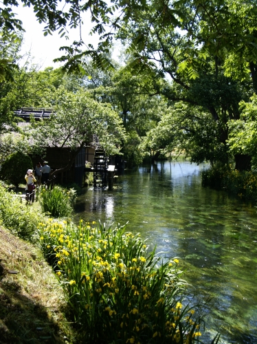 大王わさび農場縦位置湧水 (1123x1500).jpg