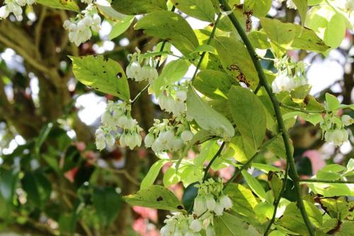 20160416 ブルーベリー4.jpg