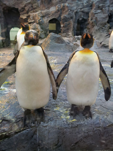 pengin2.jpg