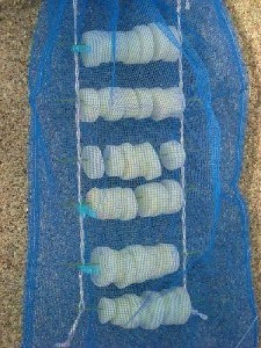 DSCN4853 (300x225).jpg