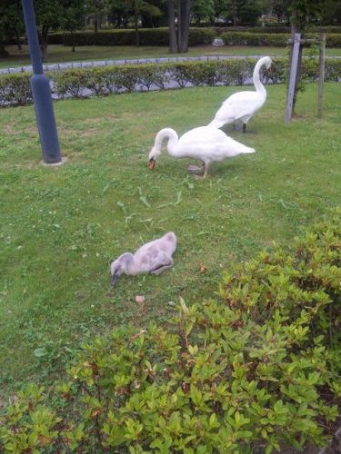 白鳥のひな