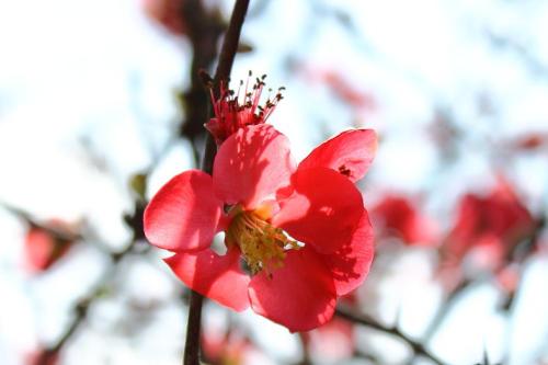 20160320 木瓜11.jpg