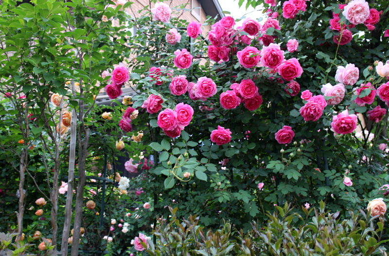 パレード ソニアリキエル バラと可愛い花たち 楽天ブログ