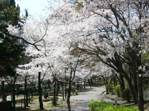 神戸の桜祭りと夜桜とお花見情報２０１６ 神戸に観光に行こうのお話 楽天ブログ