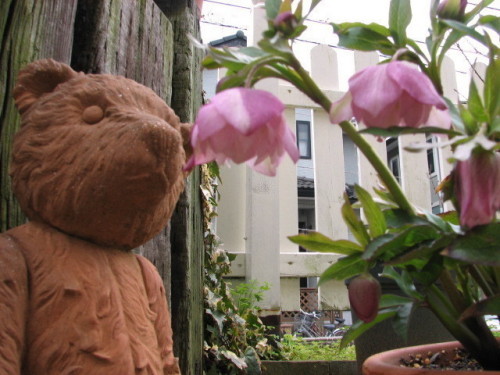 くまさんとクリスマスローズ