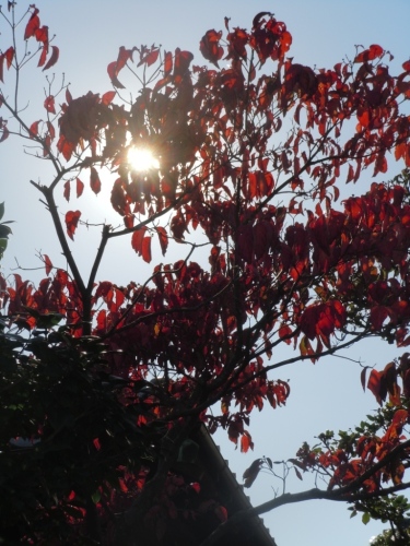 お向かいの桜の紅葉.JPG
