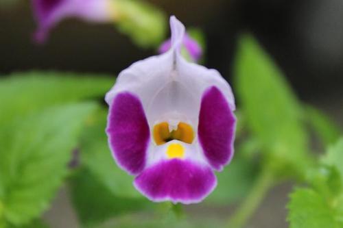 20150711 トレニア5.jpg