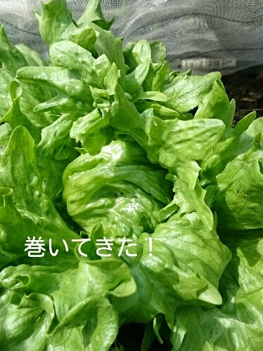 DSC_0914_20150417171023438.jpg