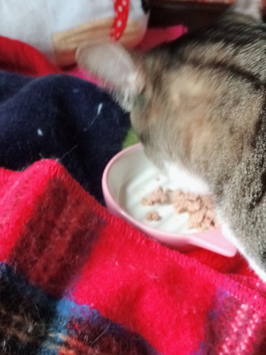 HQCF1654 - コピー.jpg