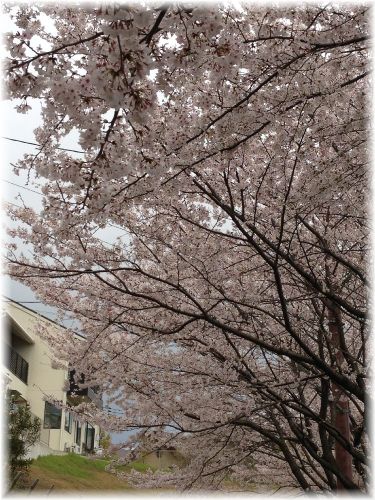 2014桜2.jpg