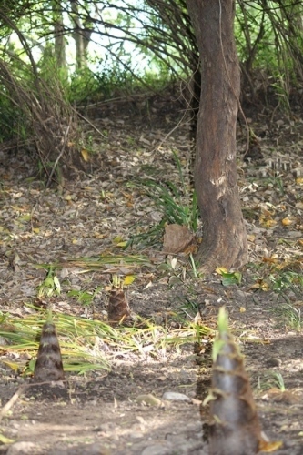 IMG_7487 takemono(V.2012_05_06__02_28_33).jpg