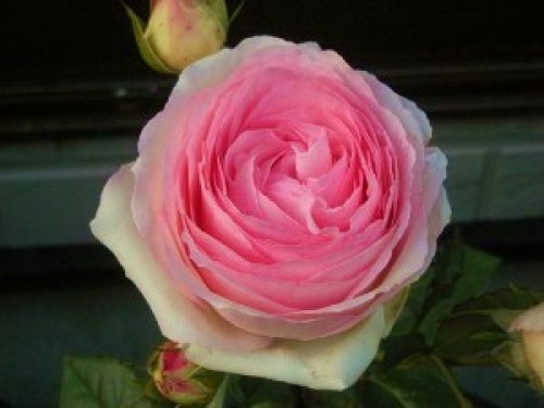 DSCN7599 (300x225).jpg