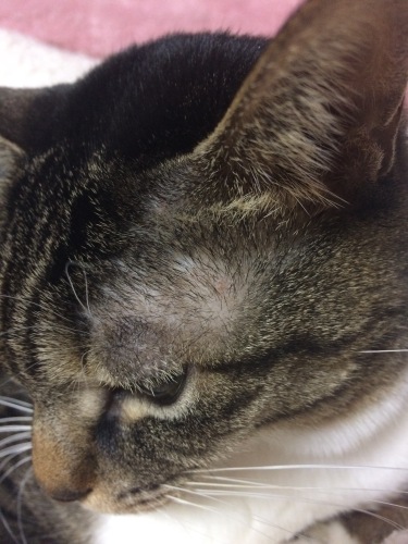 IMG_0749 - コピー.JPG