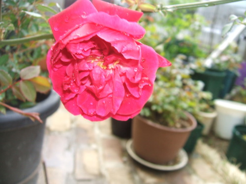 DSCF5688.JPG
