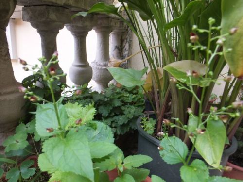 11 lunedi terazzo2.jpg